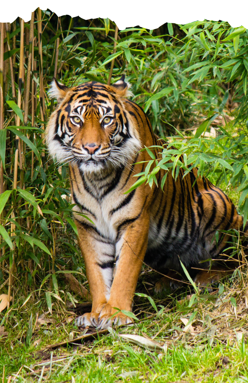 Ranthambore Safari